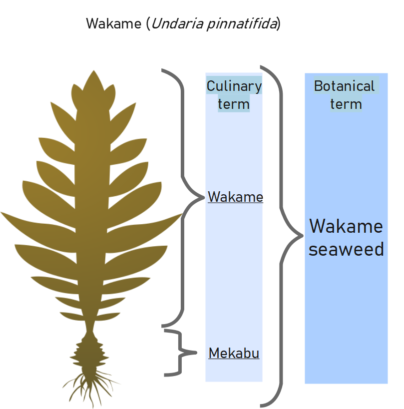 A guide to wakame seaweed