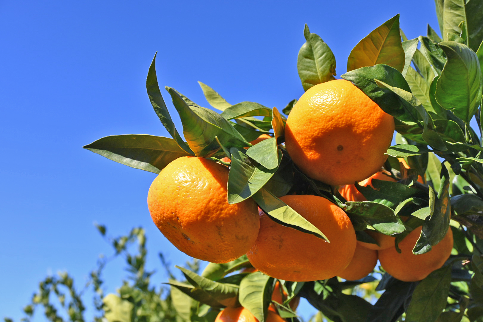 Toba, a place to grow citrus fruits…